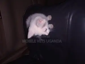 3-6 months Female Purebred Exotic