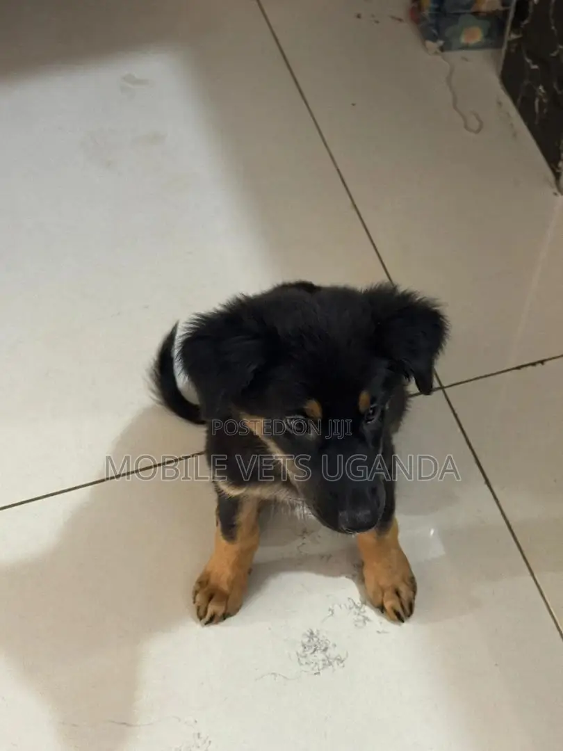 3-6 months Male Purebred German Shepherd