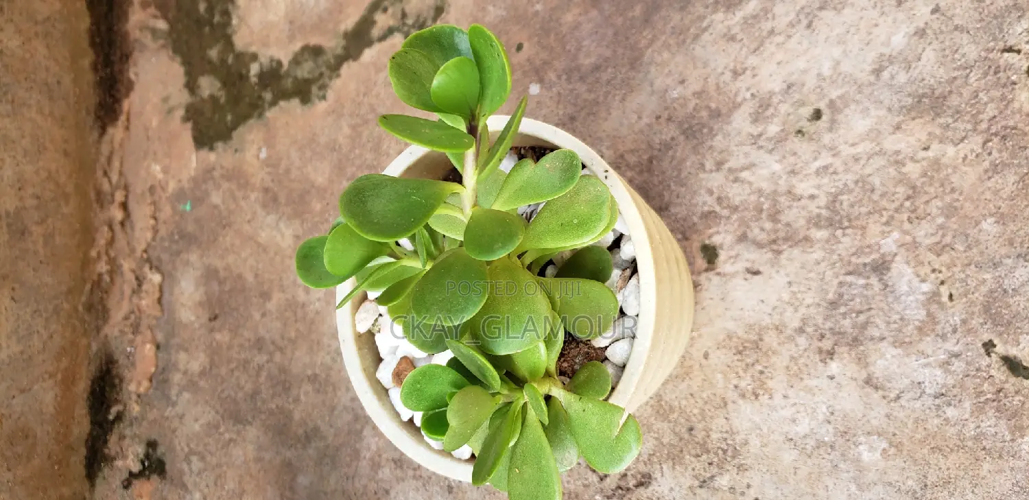Indoor Potted Classy Plants.