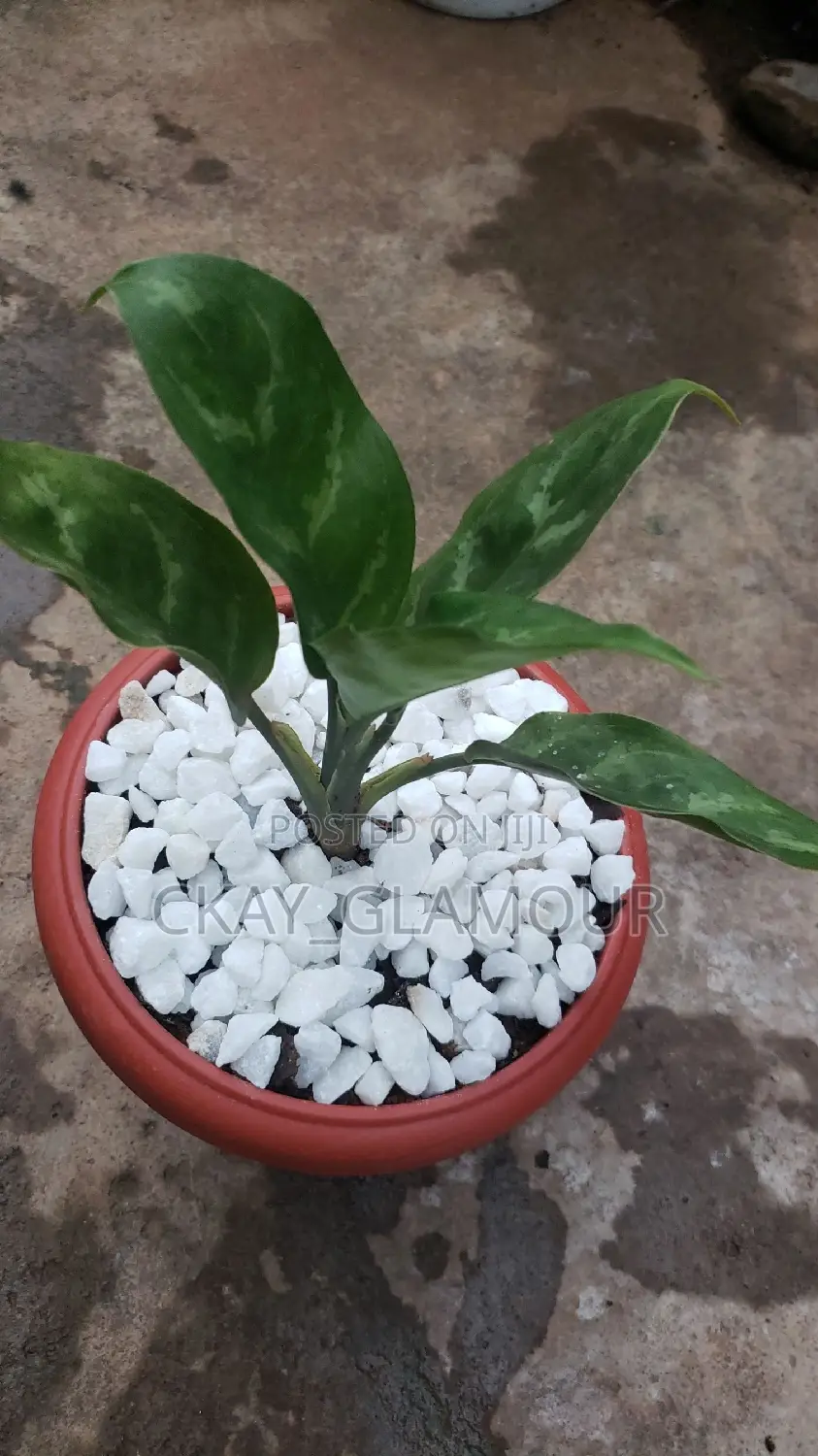 Indoor Potted Classy Plants.