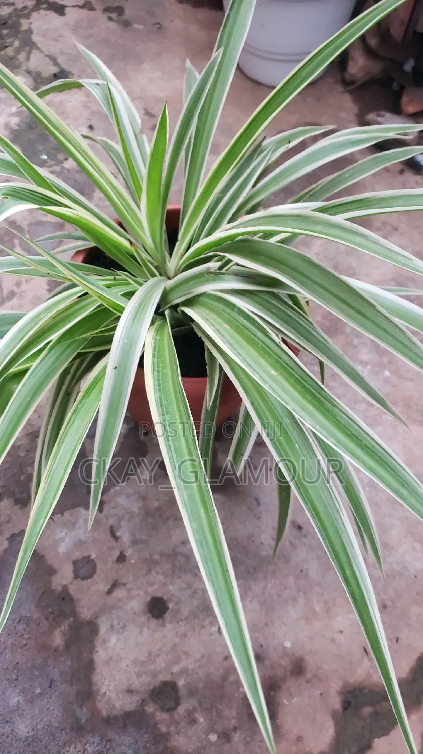 Indoor Potted Classy Plants.