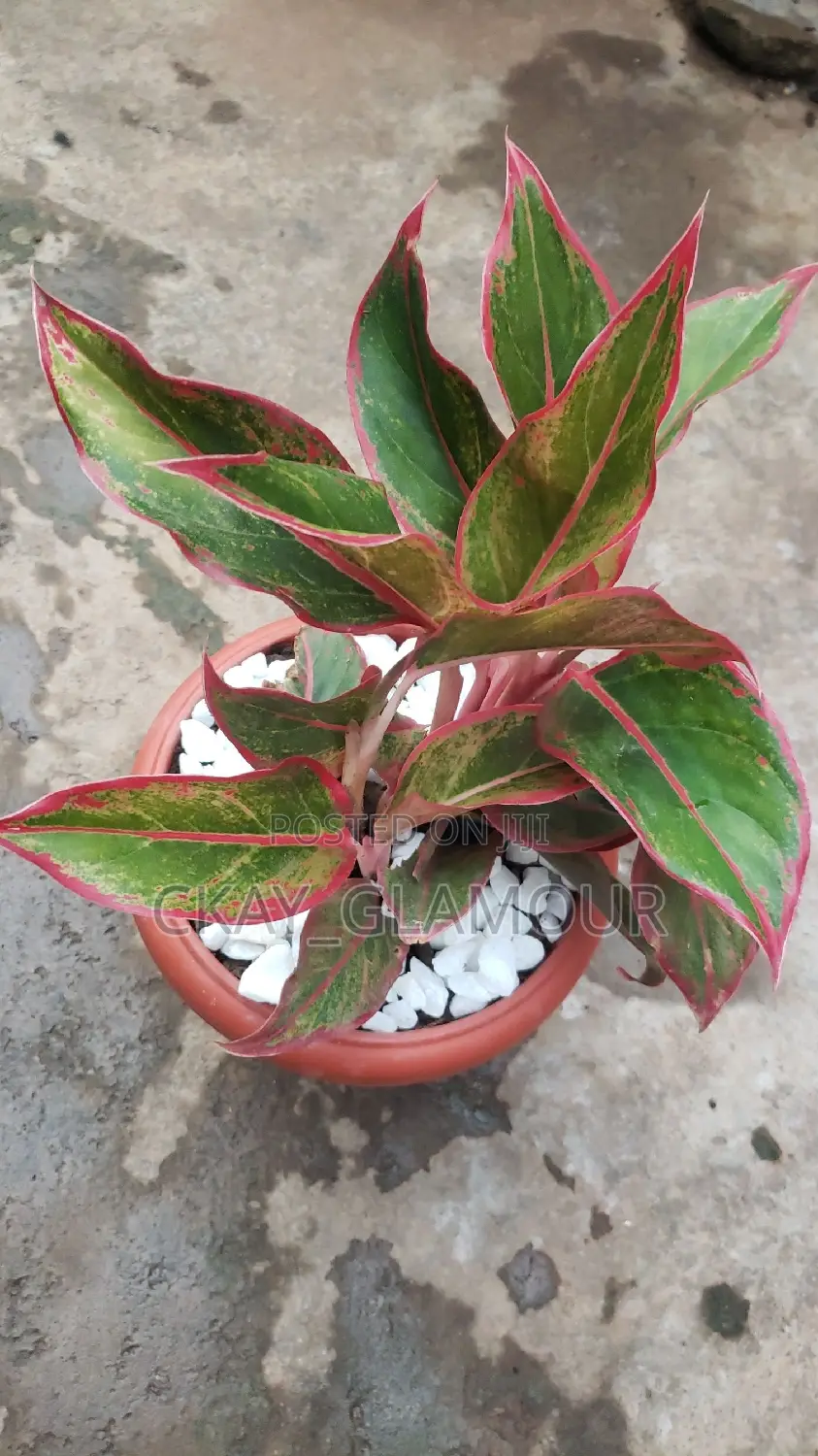 Indoor Potted Classy Plants.