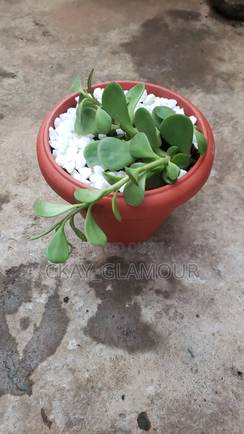 Indoor Potted Classy Plants.