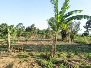 Land in Kigugu Entebbe 70 Decimals With a Lake View and a Land Title