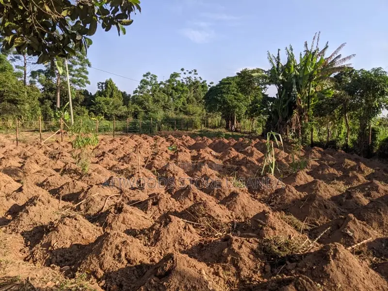 Land in Kigugu Entebbe 70 Decimals With a Lake View and a Land Title
