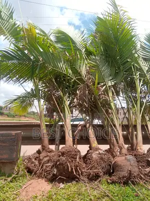 Alexandria Palms Available at Our Fully Stocked Garden.