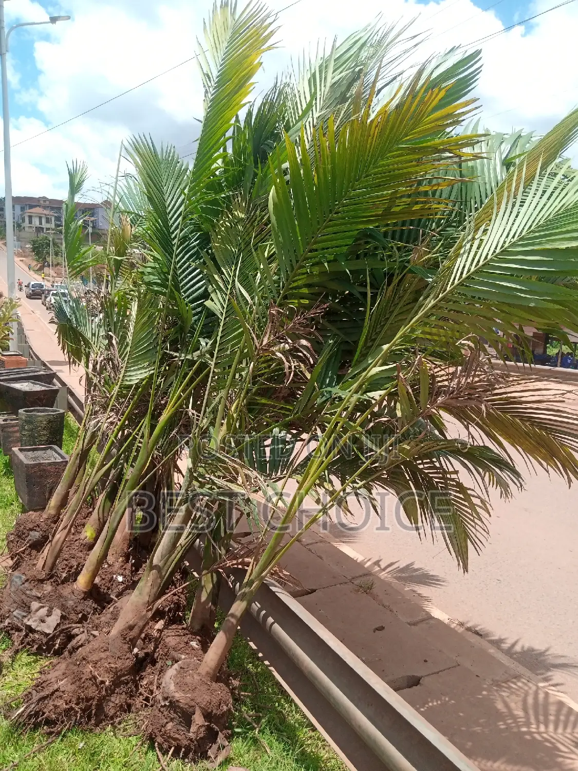Alexandria Palms Available at Our Fully Stocked Garden.