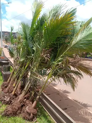 Alexandria Palms Available at Our Fully Stocked Garden.