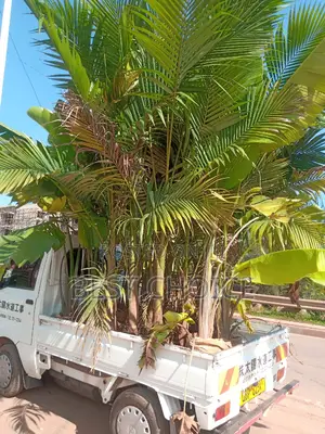 Alexandria Palms Available at Our Fully Stocked Garden.