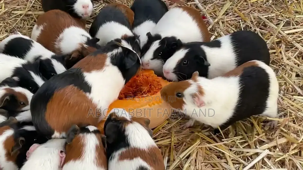 Adult Male or Female Guinea Pig