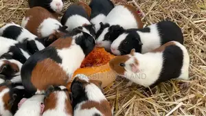 Adult Male or Female Guinea Pig