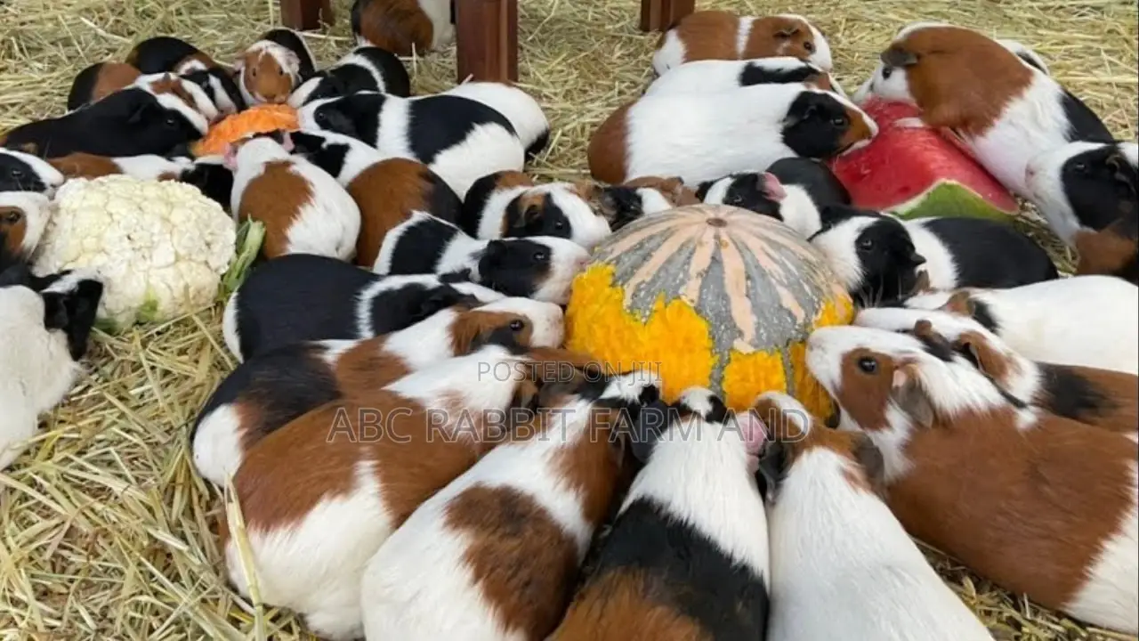 Adult Male or Female Guinea Pig