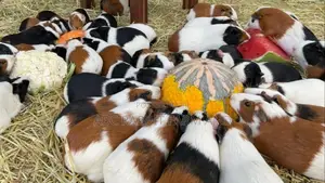 Adult Male or Female Guinea Pig