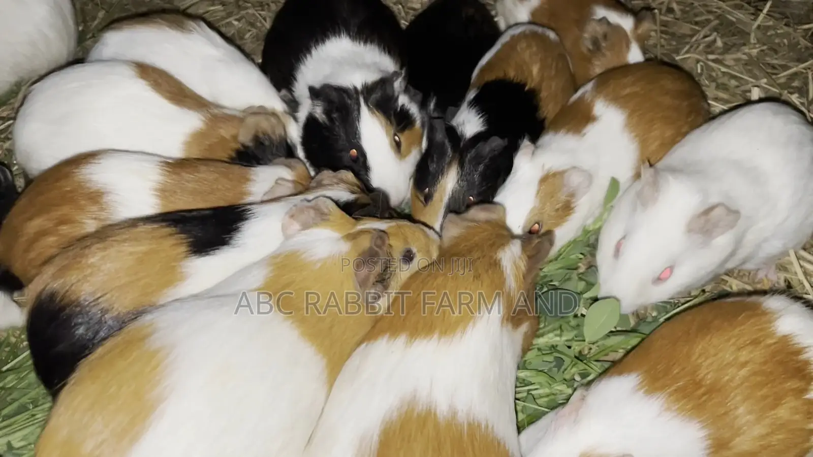 Adult Male or Female Guinea Pig