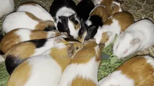 Adult Male or Female Guinea Pig