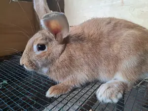 Rabbit | Pure Breed Rabbit | Exotic Rabbits | Giant Rabbits