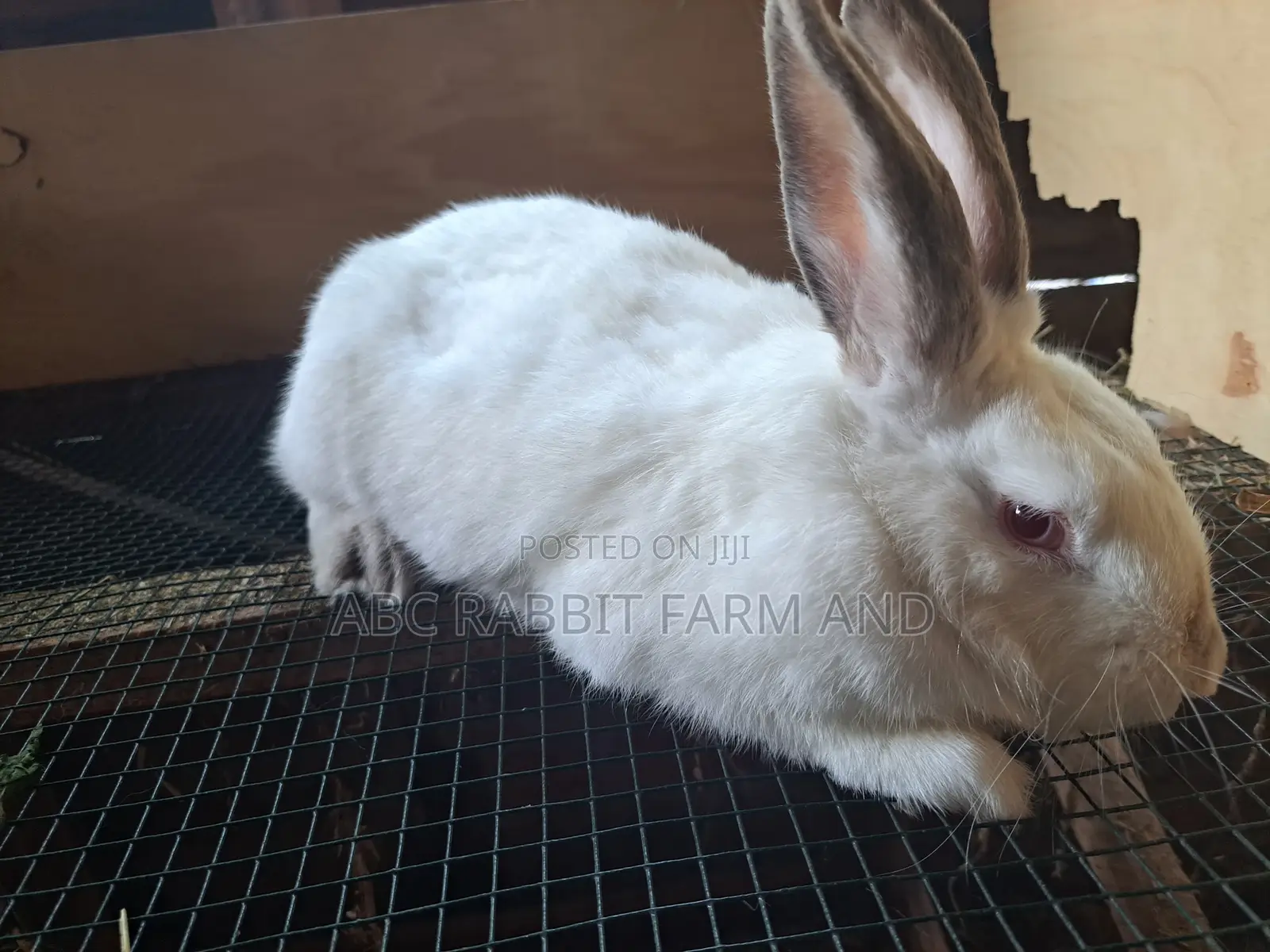 Rabbit | Pure Breed Rabbit | Exotic Rabbits | Giant Rabbits