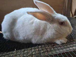 Rabbit | Pure Breed Rabbit | Exotic Rabbits | Giant Rabbits