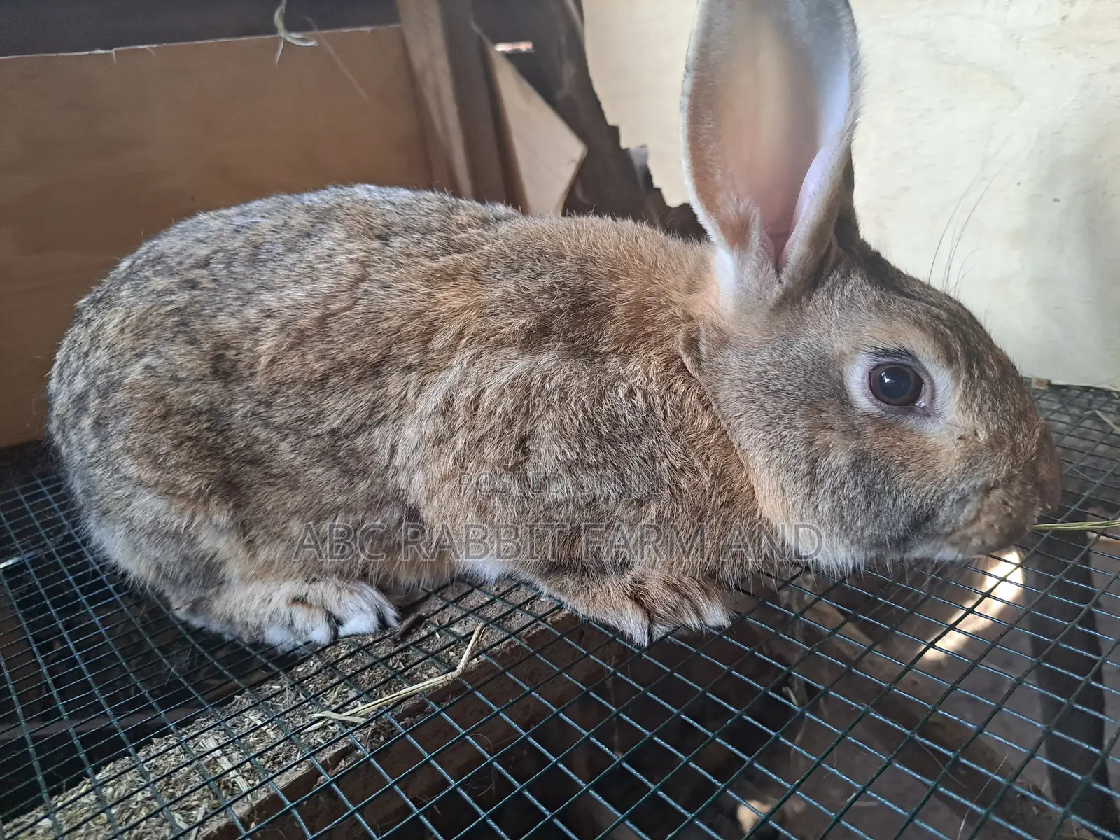 Rabbit | Pure Breed Rabbit | Exotic Rabbits | Giant Rabbits