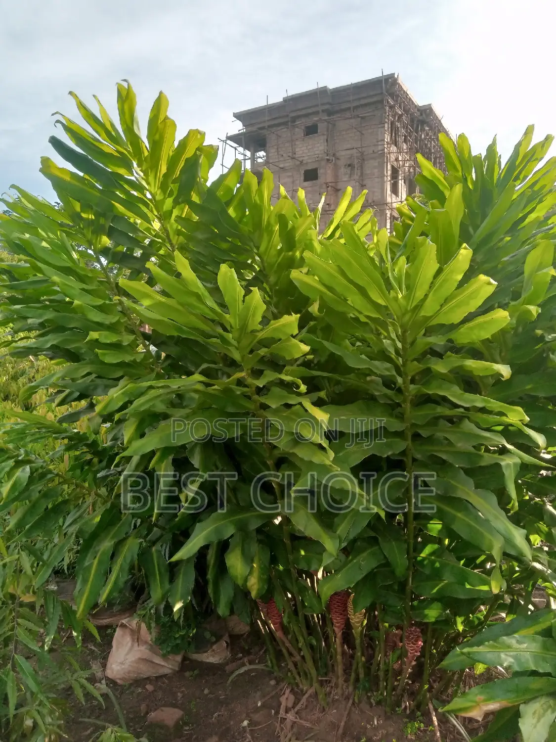 Alpinia/Bee Hive Available At Our Fully Stocked Garden