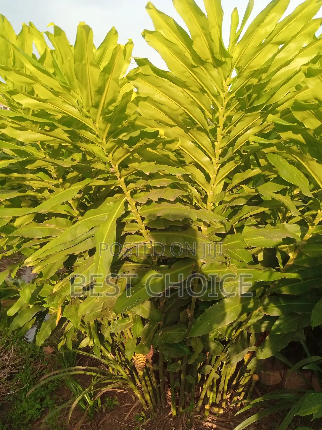 Alpinia/Bee Hive Available At Our Fully Stocked Garden
