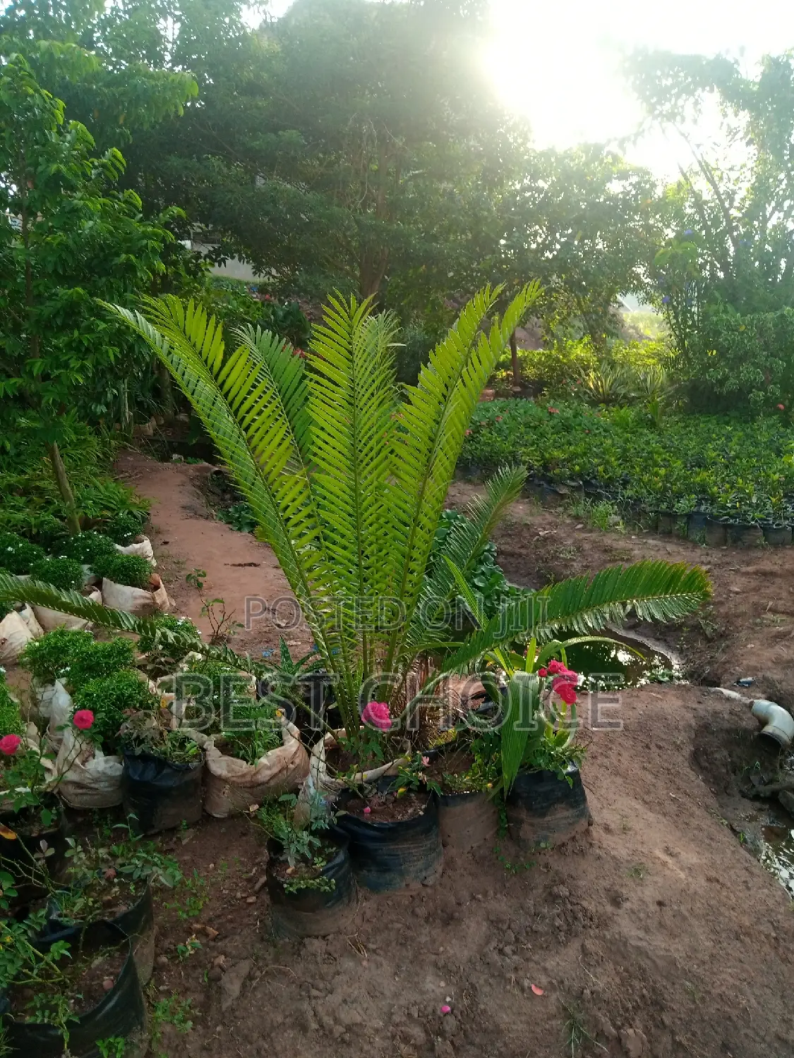 Cycard Palms, Beautiful Palms.