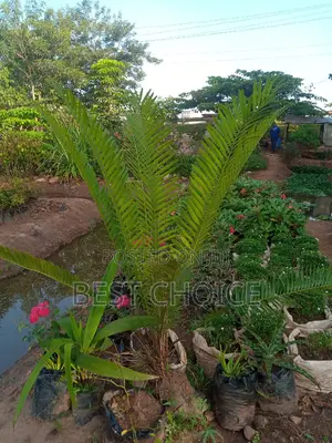 Cycard Palms, Beautiful Palms.