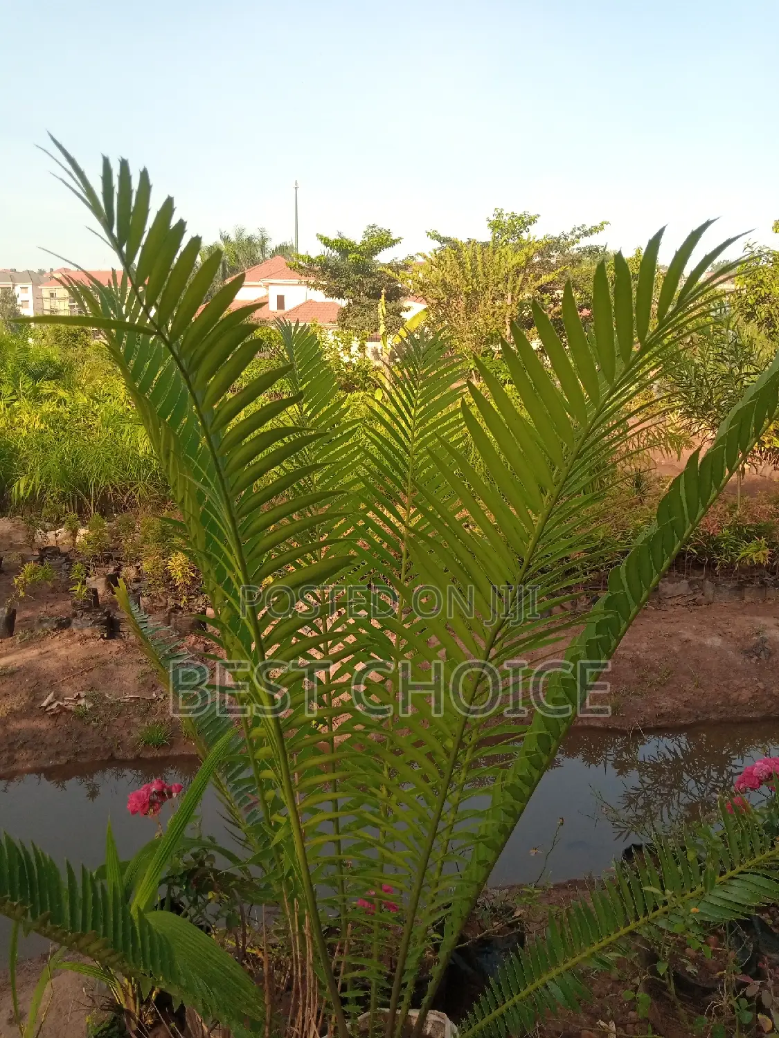 Cycard Palms, Beautiful Palms.