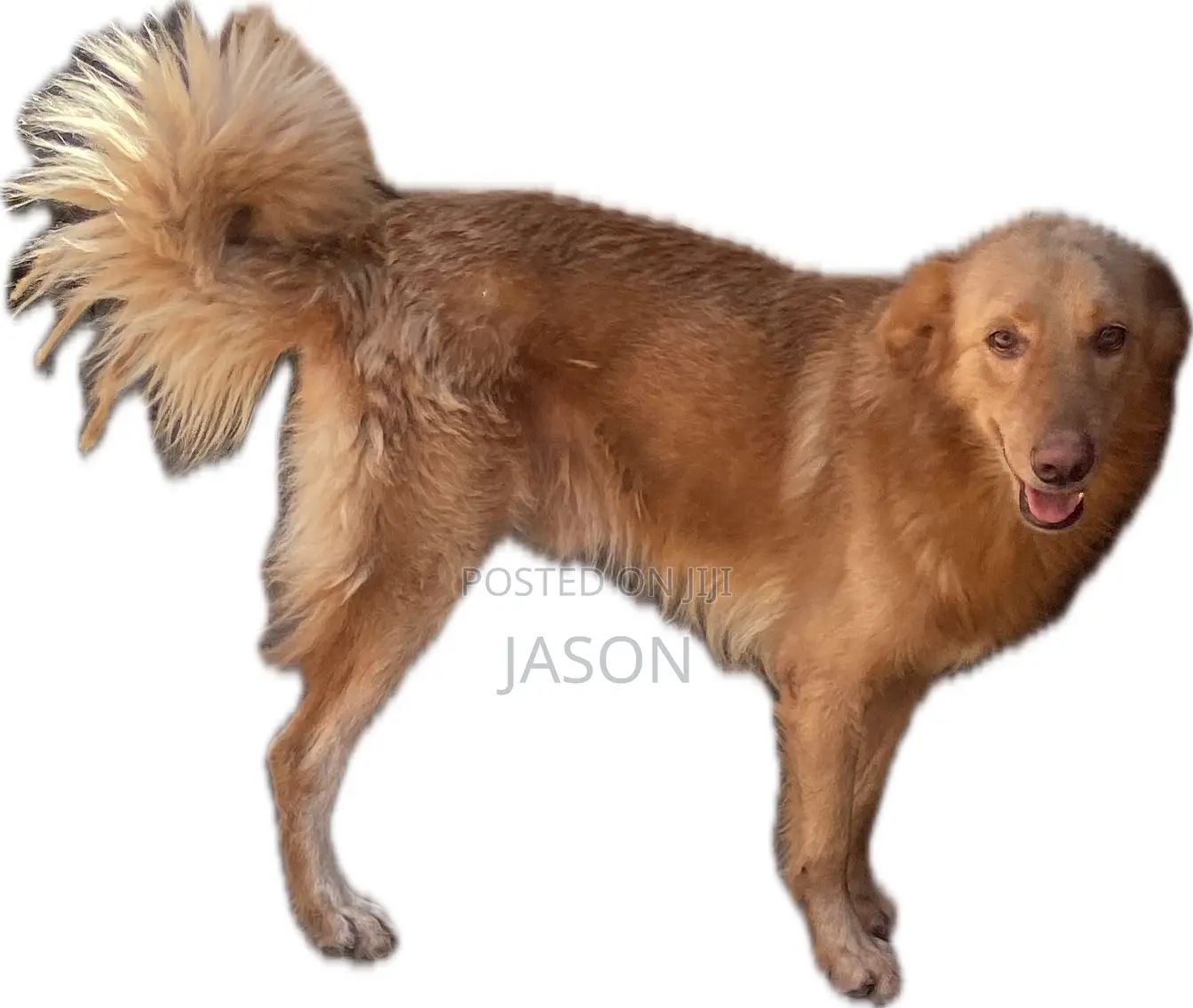 6-12 months Male Mixed Breed Golden Retriever