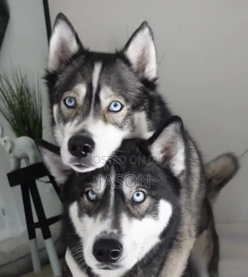 6-12 months Male Purebred Siberian Husky