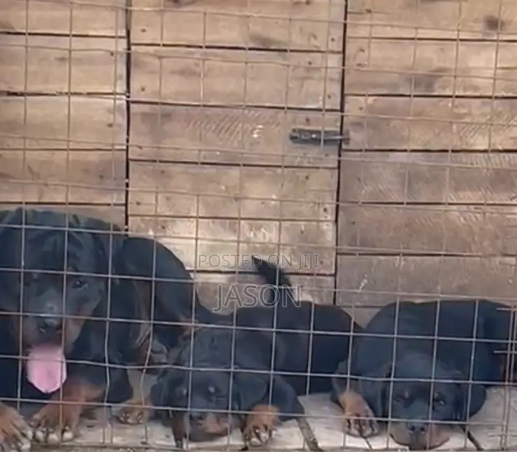 3-6 months Male Purebred Rottweiler