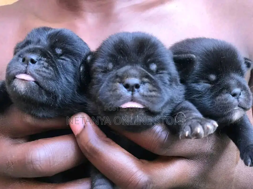 1-3 months Male Purebred Pug