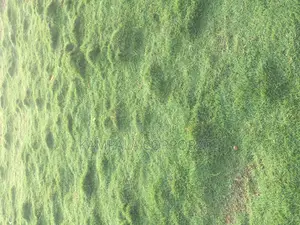 Natural Grass for Compound Free Planting