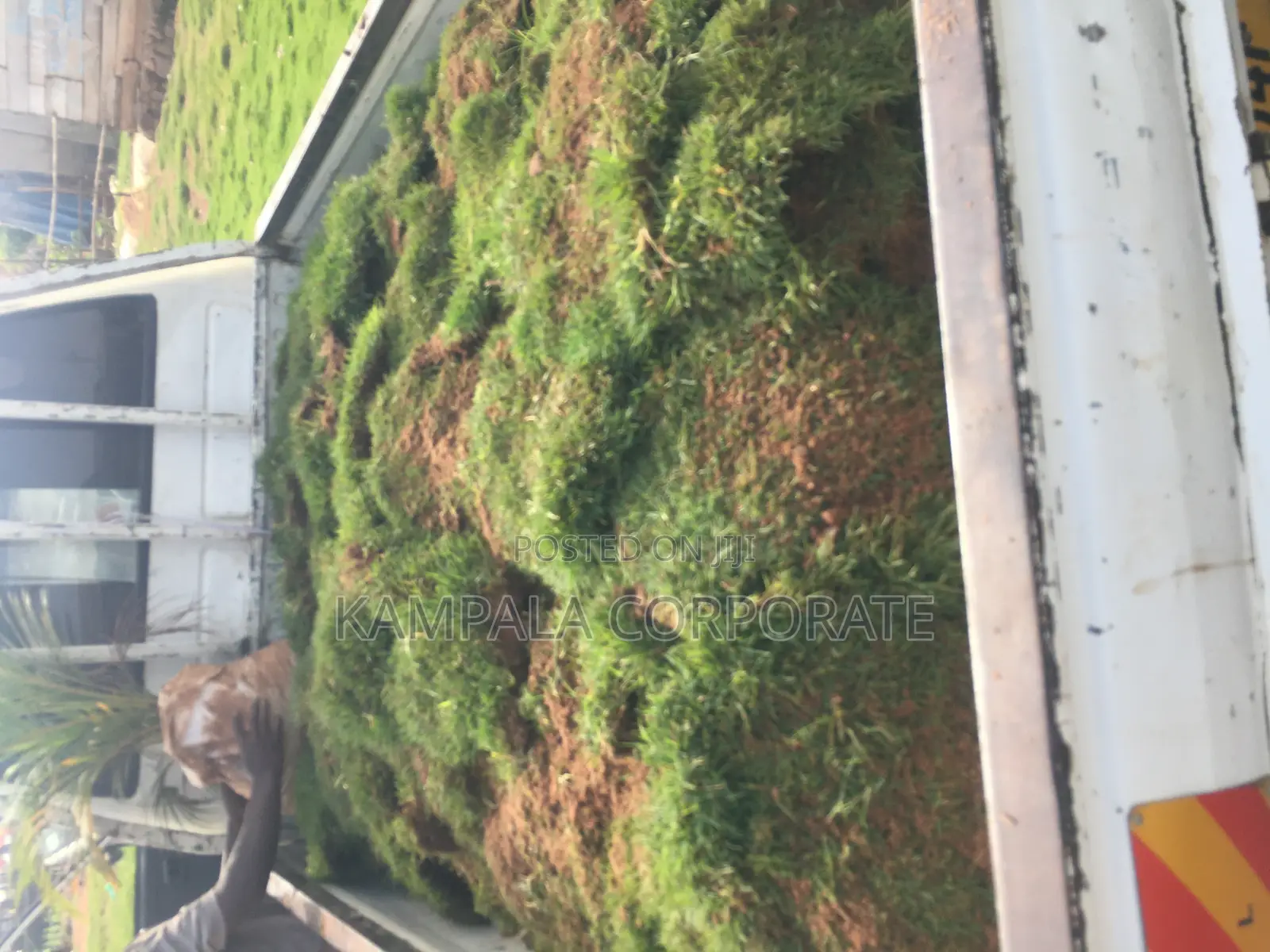 Natural Grass From South Africa