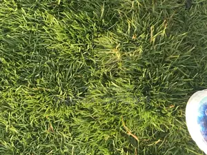 Natural Grass From South Africa