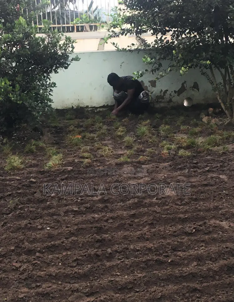 Paspalum Grass for Sale (Free Planting Offer