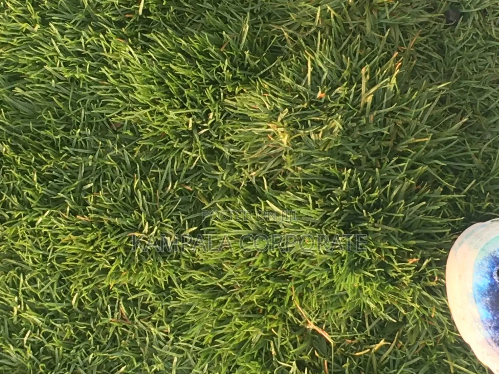 Paspalum Grass for Sale (Free Planting Offer