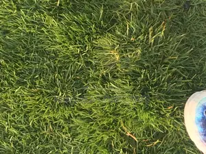 Paspalum Grass for Sale (Free Planting Offer