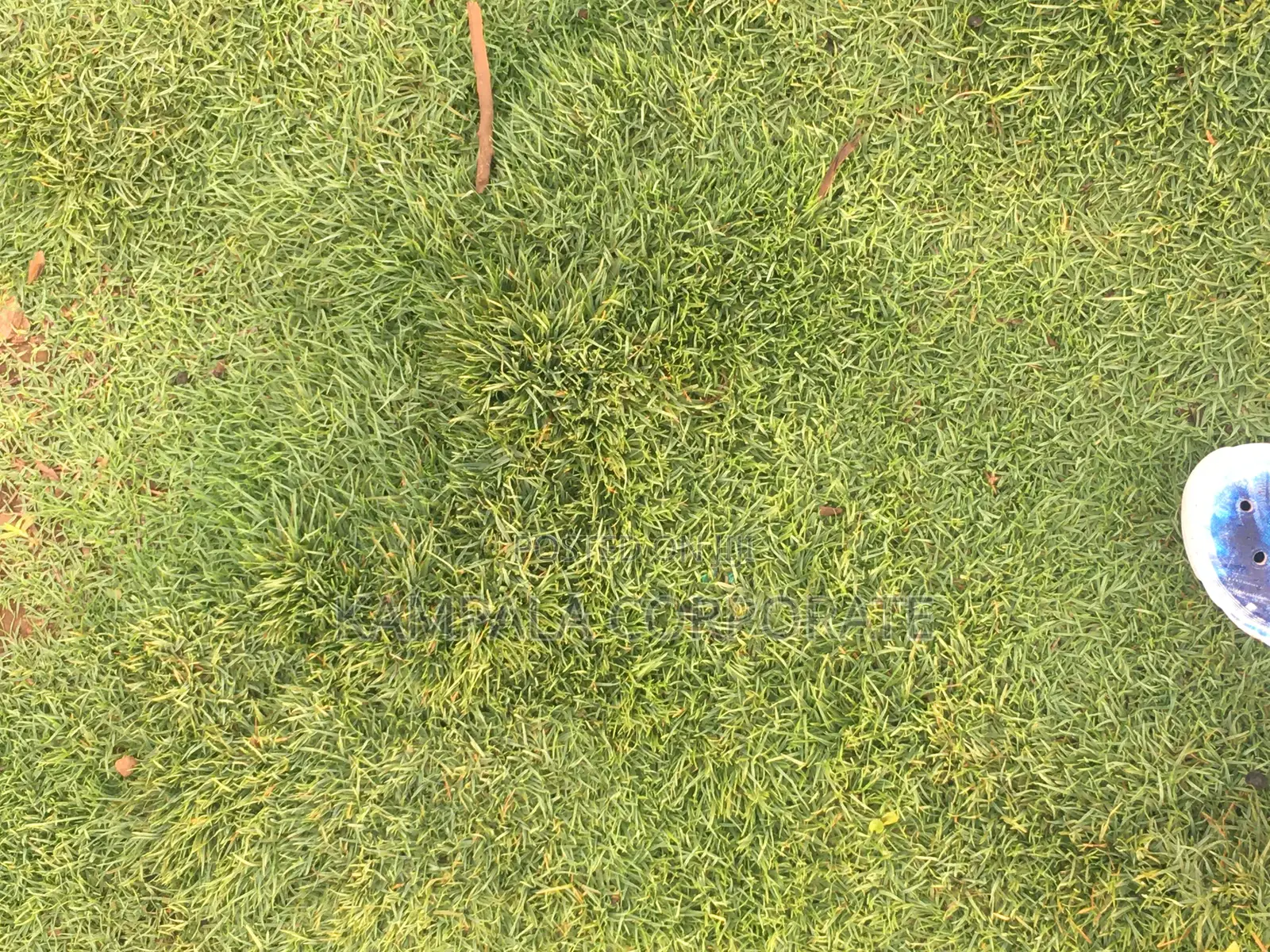 Paspalum Grass for Sale (Free Planting Offer