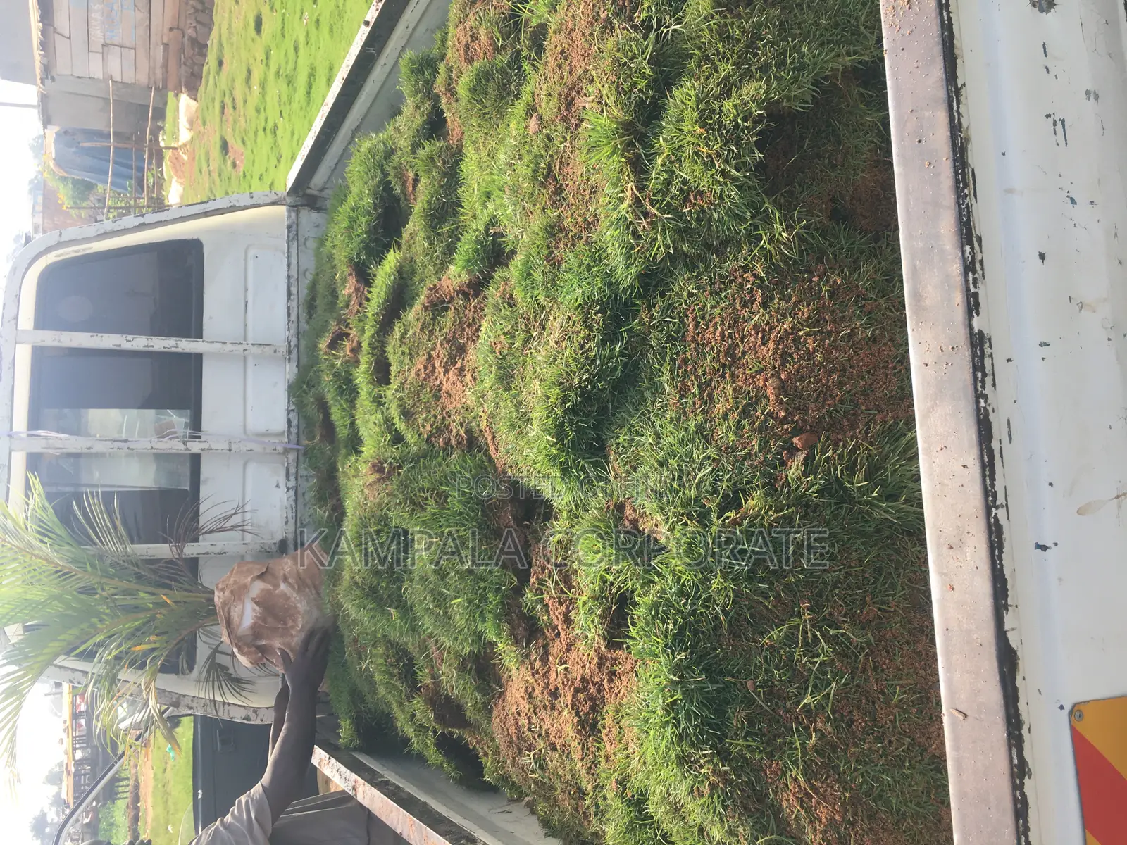 Paspalum Grass for Sale (Free Planting Offer