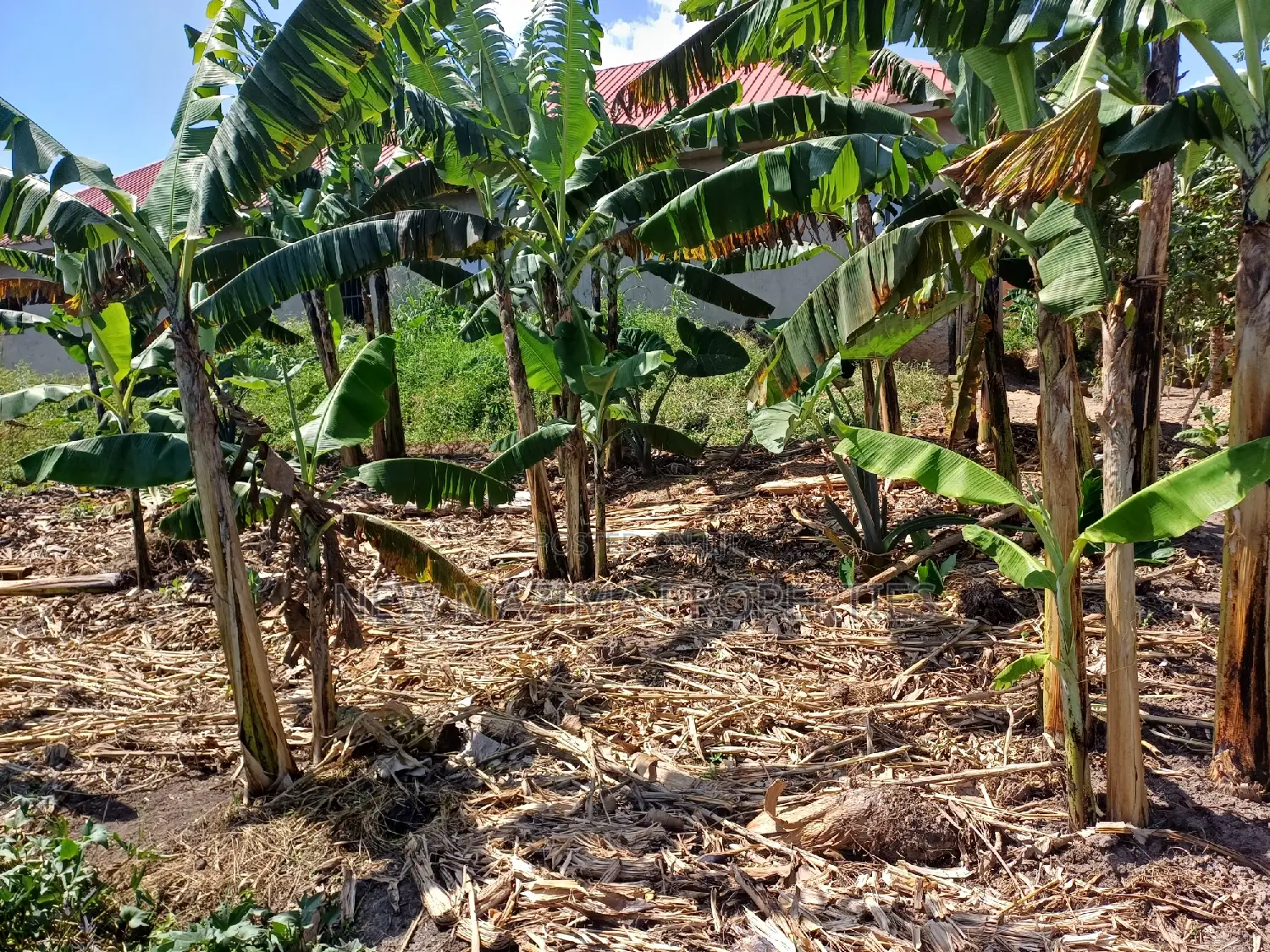 Affordable Plot on Quick Sale in Nsangi Near Police Post