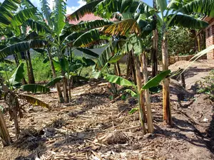 Affordable Plot on Quick Sale in Nsangi Near Police Post