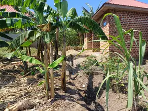 Affordable Plot on Quick Sale in Nsangi Near Police Post