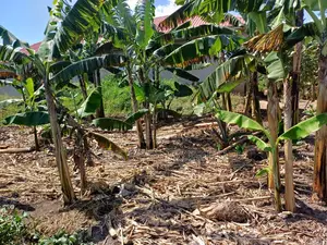 Photo - Affordable Plot on Quick Sale in Heart of Nsangi Town
