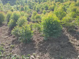 Land in Kigata-Kabale District (1.5 Acres)
