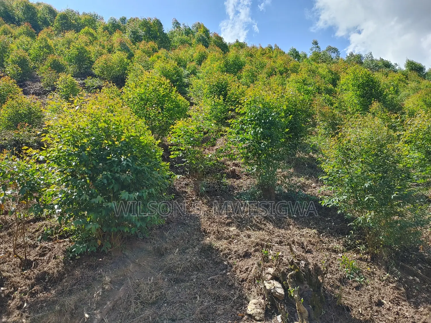 Land in Kigata-Kabale District (1.5 Acres)