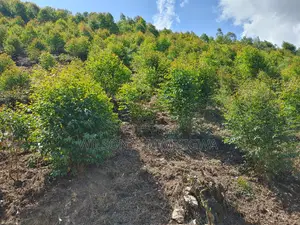 Land in Kigata-Kabale District (1.5 Acres)