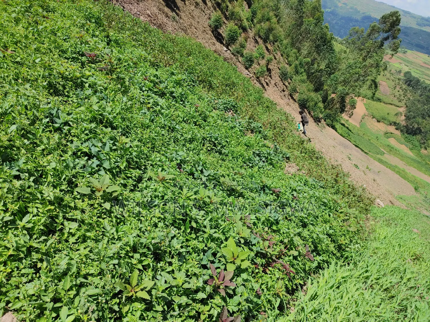 Land in Kigata-Kabale District (1.5 Acres)