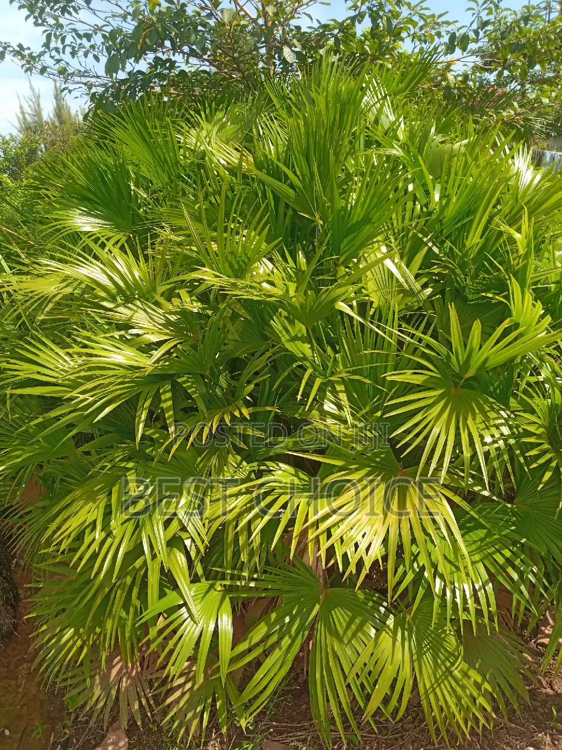Chinese Fan Palms in All Types Available at Our Garden.