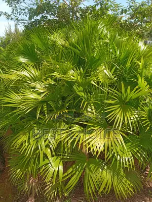 Chinese Fan Palms in All Types Available at Our Garden.